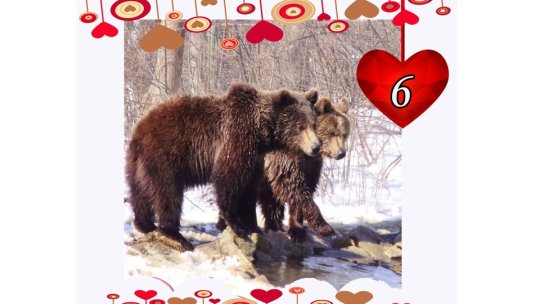 Adoptă un urs de la Zărnești pentru persoana iubită, de Ziua Îndrăgostiților
