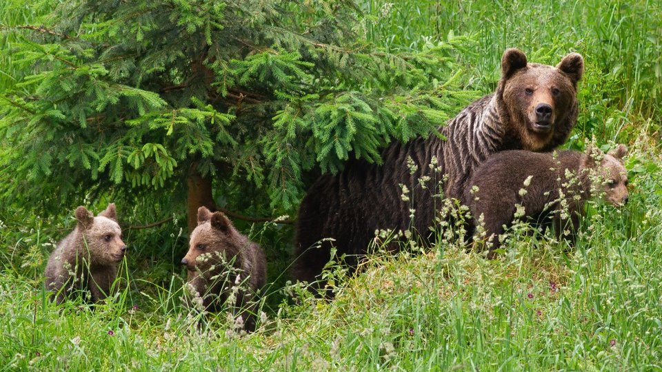 Ordinul care stabileşte nivelul maxim de intervenţie şi prevenţie în cazul ursului brun, în consultare publică