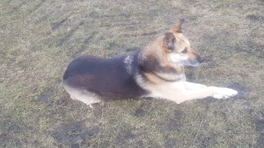 Parcuri moderne pentru câini