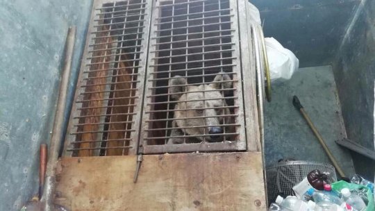 Masha, un altfel de mărțișor care urmează să sosească la Brașov