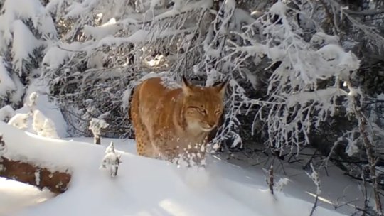 Imagini spectaculoase cu animalele sălbatice din Parcul Național Piatra Craiului