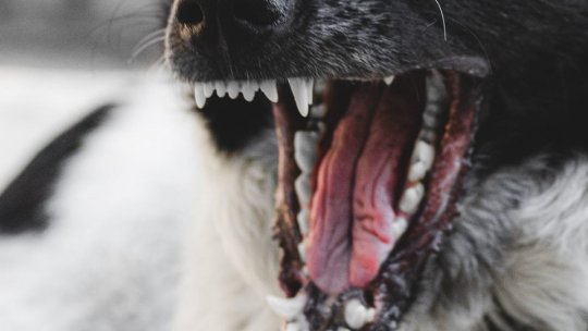 Suspectați că pregăteau câini pentru lupte