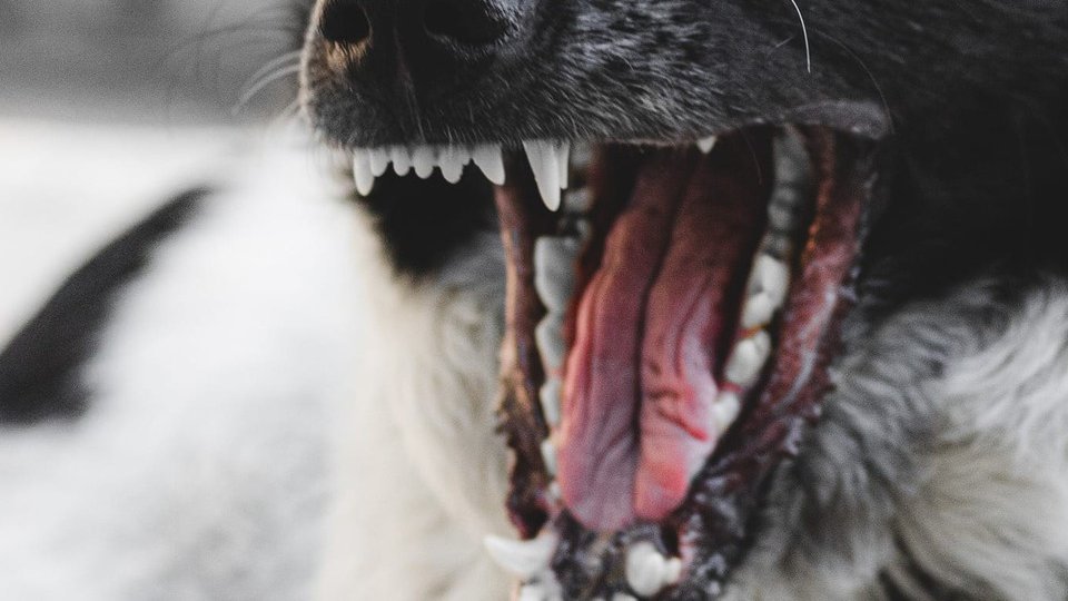 Suspectați că pregăteau câini pentru lupte