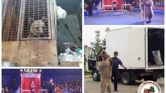 Războiul anulează salvarea Mashei