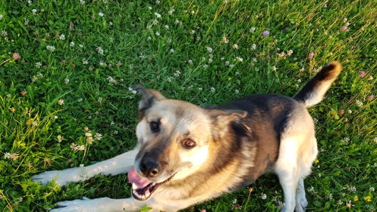 În Brașov pot găsi adăpost inclusiv refugiații patrupezi din Ucraina