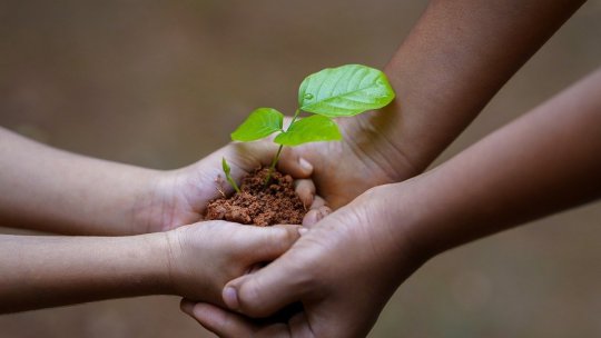 Circa 190.000 de puieţi vor fi plantaţi în campania de împădurire de primăvară, la Brașov