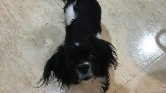 Municipalitatea brașoveană are în plan construirea unui adăpost pentru câini al orașului