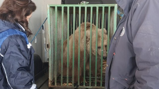 Masha va ajunge la Sanctuarul Libearty din Zărnești (VIDEO)