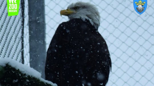 Ziua Internațională a Păsărilor, marcată vineri, la Zoo Brașov
