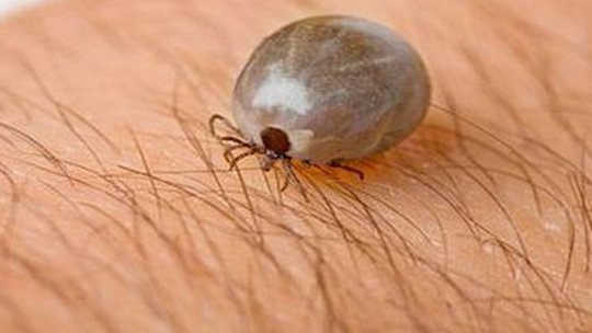 Municipalitatea a început campania de combatere a căpușelor