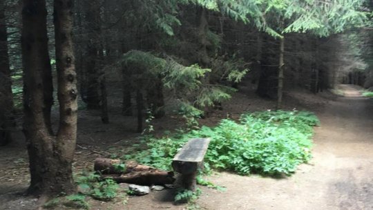 Strategia Forestieră Națională 2030, finalizată până la sfârșitul anului