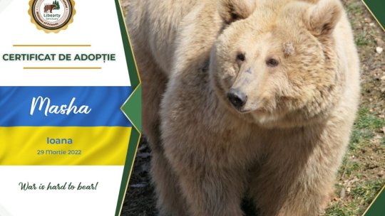 Masha poate fi adoptată!