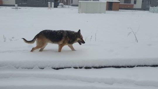 O asociație din Brașov oferă sprijin pentru întocmirea actelor "refugiaților" patrupezi