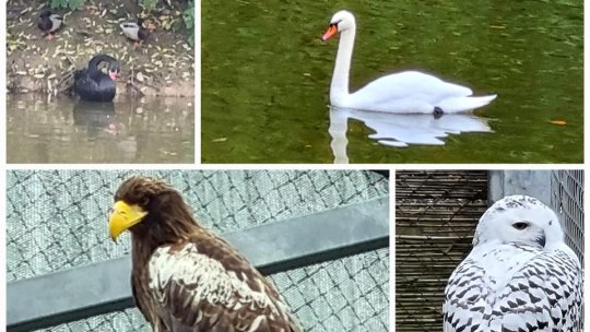Ziua Internațională a Păsărilor sărbătorită la Zoo Brașov