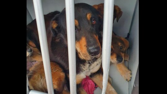 Camera Deputaţilor a majorat pedepsele şi amenzile în cazul acţiunilor de cruzime faţă de animale