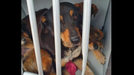 Dacă nu vă microcipați sau sterilizați câinii riscați amenzi de până la 10.000 de lei