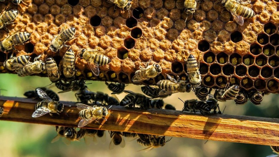 Până pe 2 mai puteți depune cererile de sprijin financiar prin Programul Naţional Apicol 2022