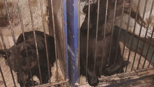 Încă un urs şi o lupoaică vor ajunge din Ucraina la Sanctuarul de la Zărneşti