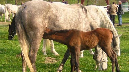 Show ecvestru la Sâmbăta de Jos