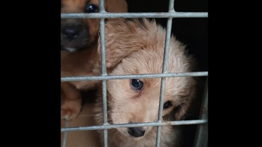 Adăpost nou pentru câini pe terenul de la CET Brașov?