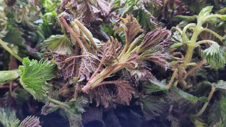 Primul Festival al Urzicilor din România va avea loc la Vulcan, în weekend