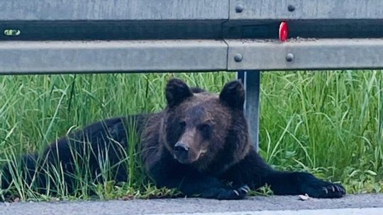 Cât plătim pentru a ține urșii departe de oraș