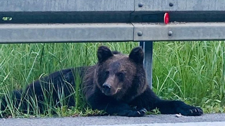 Cât plătim pentru a ține urșii departe de oraș