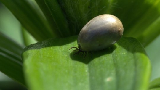 Atenție la căpușe!
