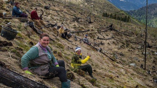 100 de hectare tăiate în Munții Făgăraș vor fi refăcute prin plantarea a 435.000 de puieți