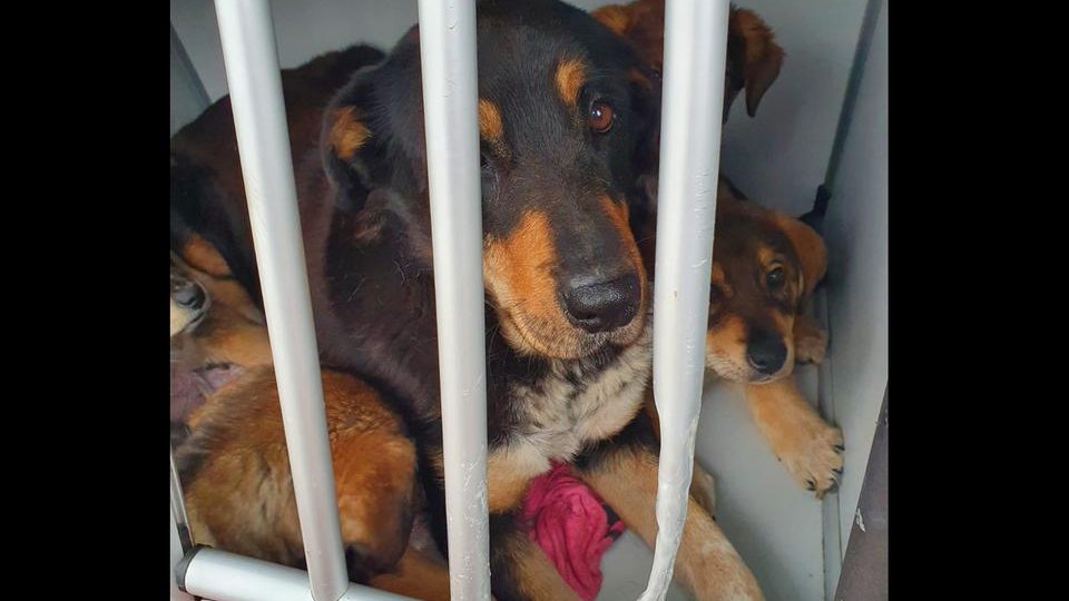 Modificări la Legea protecției animalelor