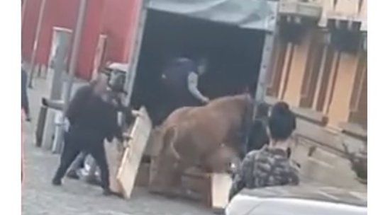 Cal bătut, ieri, după paradă. Polițiștii efectuează cercetări