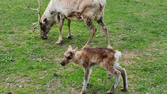 S-a mărit familia de reni din Valea Zimbrilor