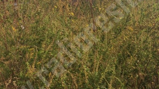 Brașovenii, pasibili de amendă dacă-și lasă terenurile invadate de ambrozie