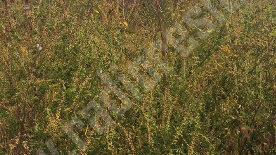 Brașovenii, pasibili de amendă dacă-și lasă terenurile invadate de ambrozie