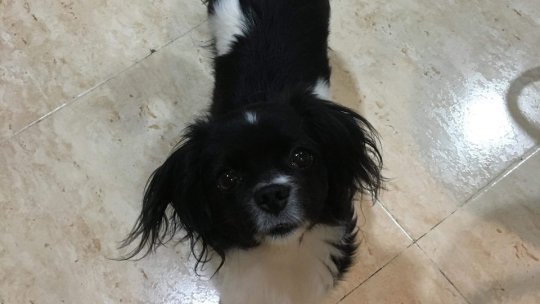 Donații pentru refugiați, de la oamenii de bine și patrupedele lor