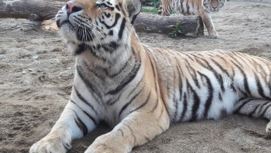 Ateliere educaționale și intrare gratuită la Zoo Brașov, de Ziua Copilului