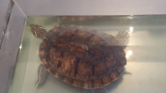 "Căsuța cu piscină" pentru broaștele țestoase abandonate