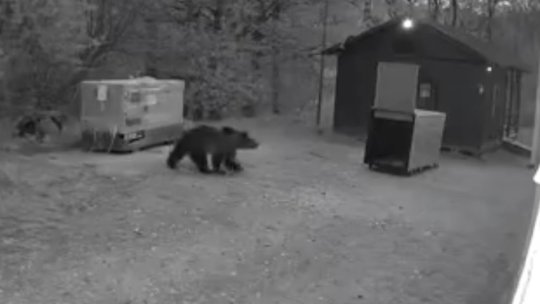 Urs capturat la Râșnov