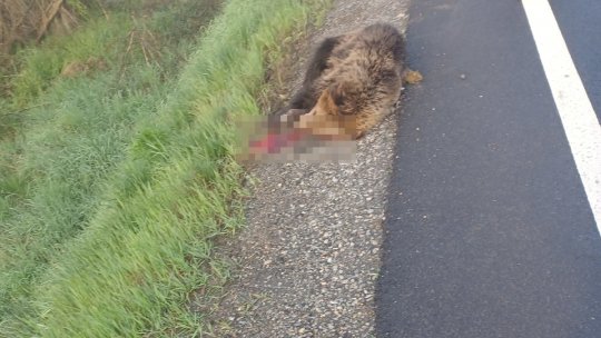 Urs în stare gravă după ce a fost accidentat pe DN1, lângă Arpașu de Jos