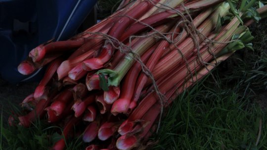 Sărbătoarea rubarbărului, la Saschiz, în prima sâmbătă a lunii mai