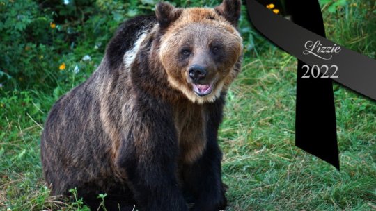 O nouă pierdere pentru familia de urși de la Libearty