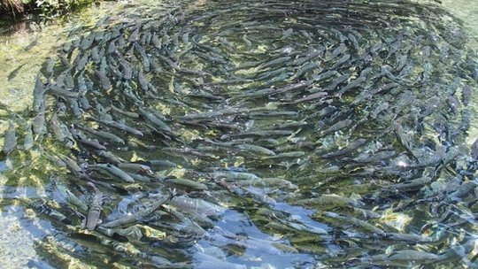 Firmele din domeniul agroalimentar pot beneficia de microgranturi și granturi nerambursabile