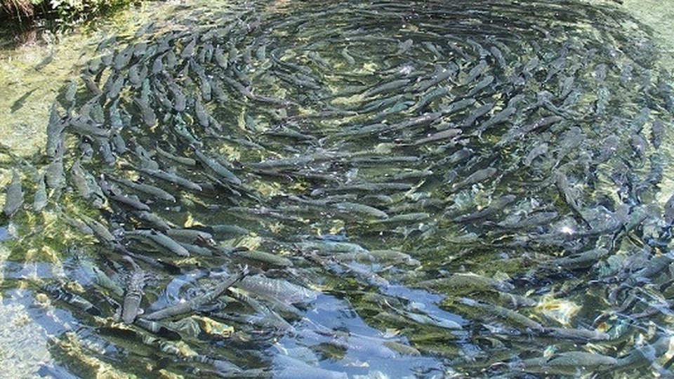 Firmele din domeniul agroalimentar pot beneficia de microgranturi și granturi nerambursabile