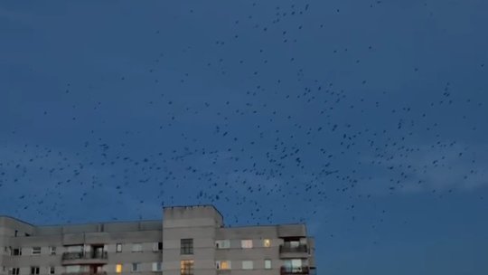 Soluții pentru ca păsările "profitoare" să nu se mai înmulțească în oraș