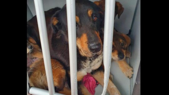 Campanie de informare pentru cei care au animale de companie