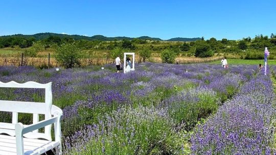 Ferma de lavandă de la Crizbav va putea fi vizitată zilele acestea