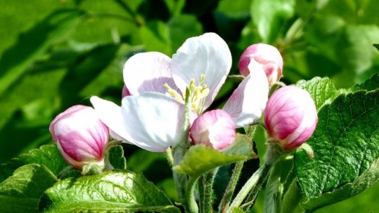 Târg de flori, în acest weekend, la Sfântu Gheorghe