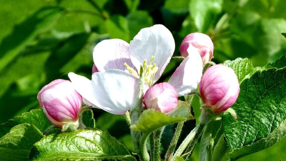 Târg de flori, în acest weekend, la Sfântu Gheorghe