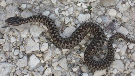 Dacă vreți să vedeți rododendronul în Munții Făgăraș, atenție la echipament și la vipere