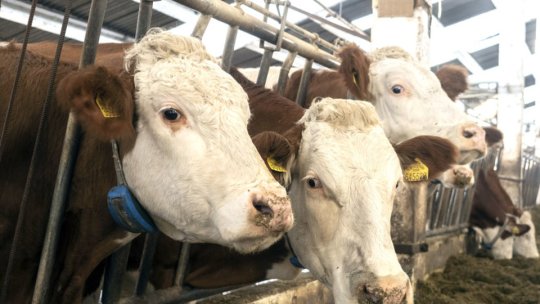 Din cauza secetei, un fermier din Brașov a vândut la abator o sută de vaci pe care nu mai avea cu ce să le hrănească